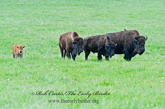 Bison bison  BISON 8023909z
