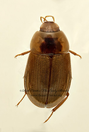 Helochares maculicollis 9019529z