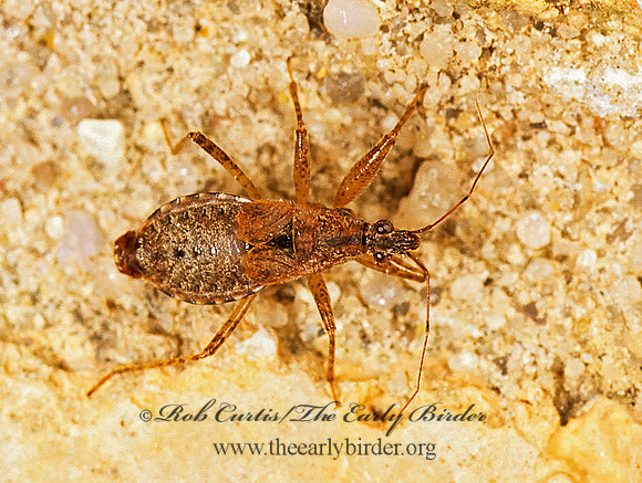 Hoplistoscelis  DAMSEL BUG 200232z