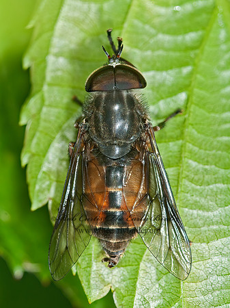 Hybomitra  HORSE FLY 3014155z
