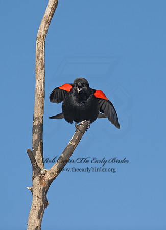 Agelaius phoeniceus  RED-WINGED BLACKBIRD 8001381z