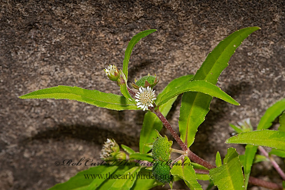 Eclipta prostrata  FALSE DAISY 3025905-z