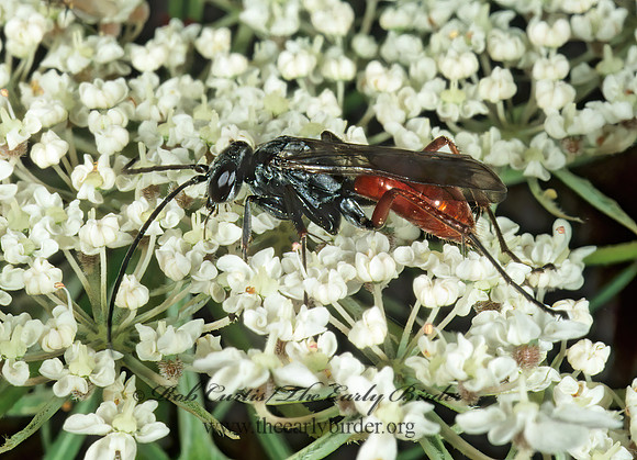 Caliadurgus fasciatellus rupex  PEPSINI SPIDER WASP 1274915z