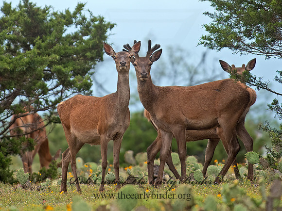 Odocoileus virginianus  WHITE-TAILED DEER 6040761z