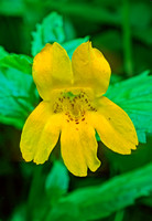 Mimulus guttatus TOOTHED MONKEYFLOWER 150114z