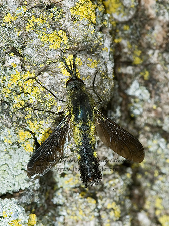 Lepidophora lepidocera  ECLIMINAE BEE FLY 5000214z