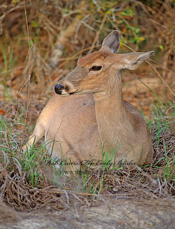 Odocoileus virginianus  WHITE-TAILED DEER 47631z