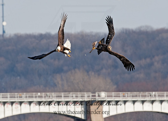 Haliaeetus leucocephalus  BALD EAGLE 8021050z