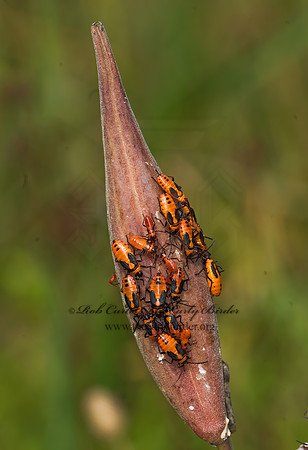 Oncopeltus fasciatus  LARGE MILKWEED BUG 6016459z