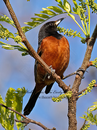 Icterus spurius ORCHARD ORIOLE 9087183z