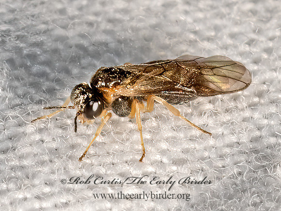 Acordulecera  PERGID SAWFLY 3028409z