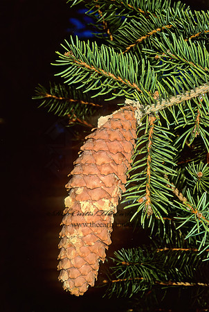 Picea abies  NORWAY SPRUCE 215004z