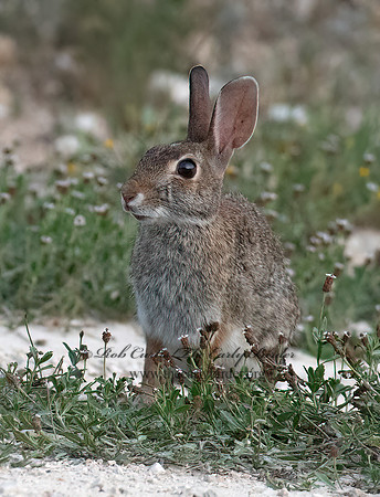 Sylvilagus floridanus  EASTERN COTTONTAIL 3040607z