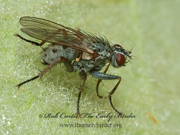 Coenosia tigrina TIGER FLY 5002493z