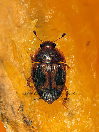 Stelidota geminata 1110604 z