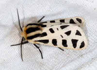 Apantesis proxima MEXICAN TIGER MOTH 7008716z