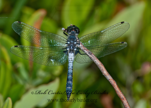 Leucorrhinia frigida FROSTED WHITEFACE 8034435z