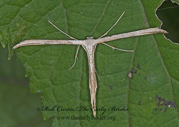 Hellinsia PLUME MOTH 6017046z