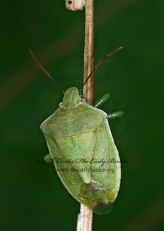 Thyanta custator  RED-SHOULDERED STINKBUG 6013616z