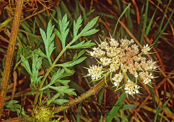 Daucus carota  WILD CARROT 245333z