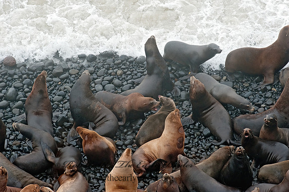 Zalophus californianus  CALIFORNIA SEA LION 8019754z
