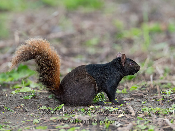 Sciurus carolinensis  EASTERN GRAY SQUIRREL 9011593z