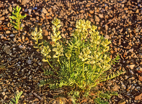Astragalus canadensis  CANADIAN MILK VETCH 242832z
