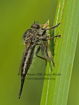 Efferia aestuans  ASILINAE ROBBER FLY 5012930z