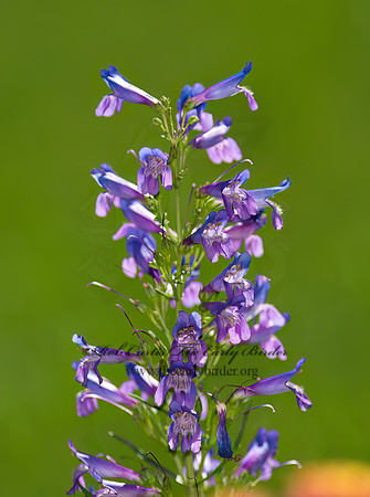 Penstemon sp  BEARDTONGUE 9004131z