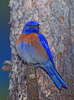 Sialia mexicana WESTERN BLUEBIRD 122407z