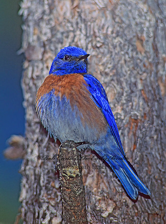 Sialia mexicana  WESTERN BLUEBIRD 122407z