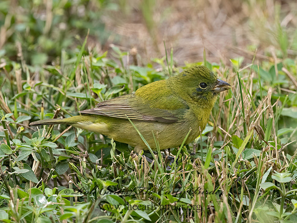 Passerina ciris  PAINTED BUNTING 3030141z