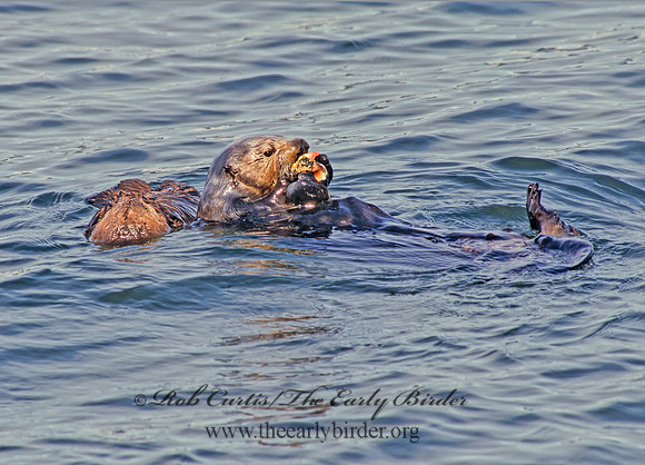 Enhydra lutris kenyoni  NORTHERN SEA OTTER 225223 z
