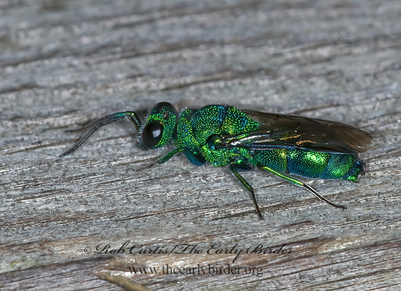 Chrysis  6015464z