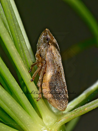 Philaenus spumarius  MEADOW SPITTLEBUG 9063802z