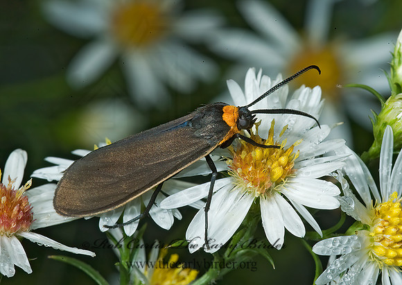 Cisseps fulvicollis  YELLOW-COLLARED SCAPE MOTH 5015998 z