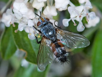Aphria ocypterata TACHINID FLY 7010319z