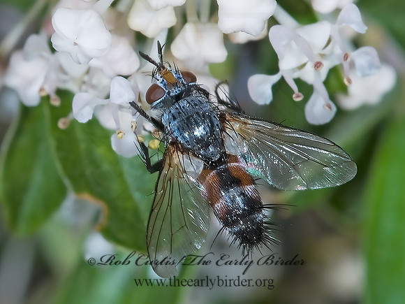 Aphria ocypterata  TACHINID FLY 7010319z