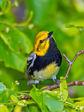 Setophaga virens  BLACK-THROATED GREEN WARBLER 8022081z