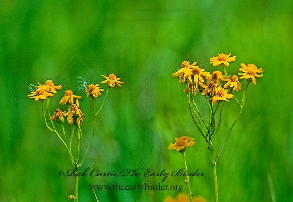 Packera aurea  GOLDEN RAGWEED 282813z