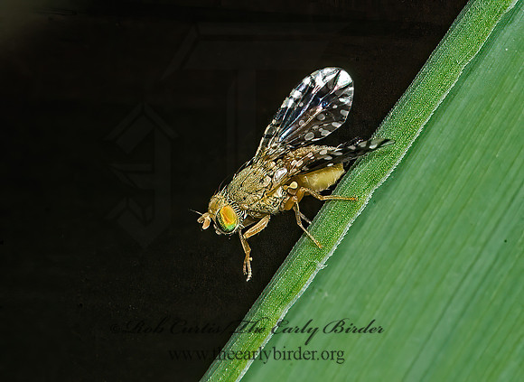 Euaresta bella FRUIT FLY 5013306z