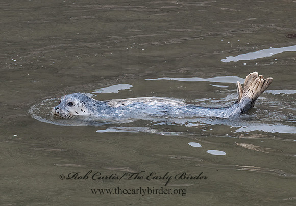 Phoca vitulina  HARBOR SEAL 7017317z