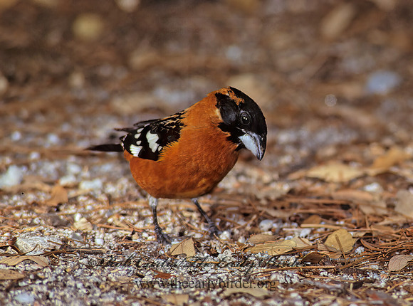 Pheucticus melanocephalus  BLACK HEADED GROSBEAK 75208z