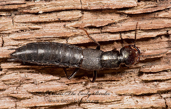 Tasgius melanarius 9014768z