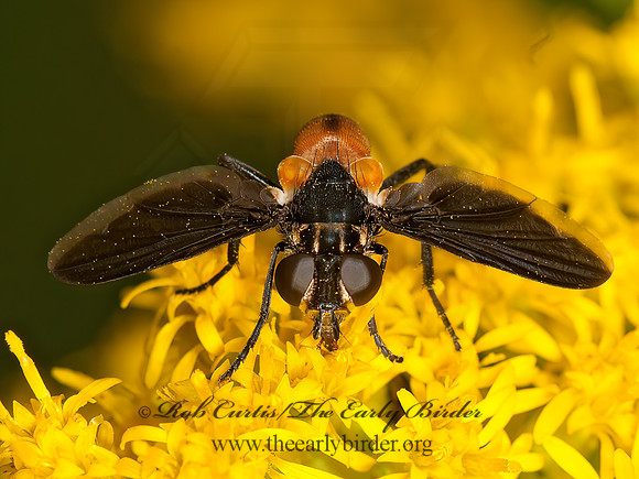 Trichopoda pennipes  FEATHER-LEGGED TACHINID 3015016z