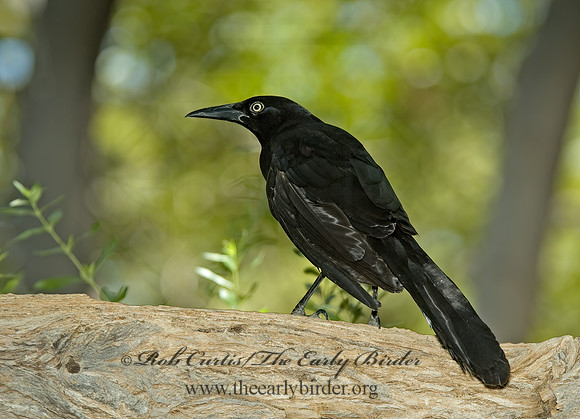 Quiscalus mexicanus  GREAT-TAILED GRACKLE 5005473z