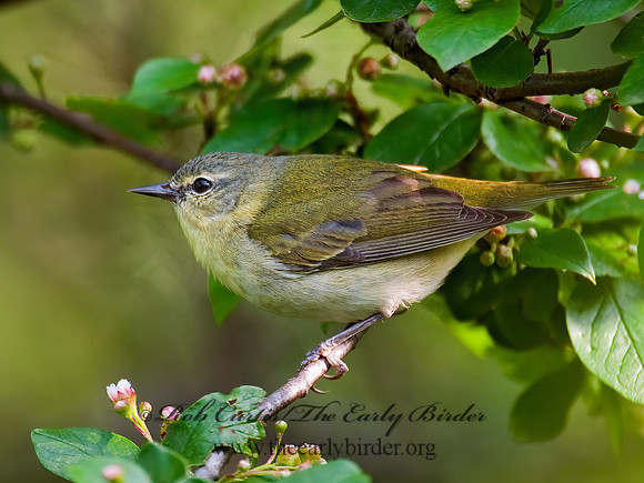 Leiothlypis peregrina  TENNESSEE WARBLER 8022346z