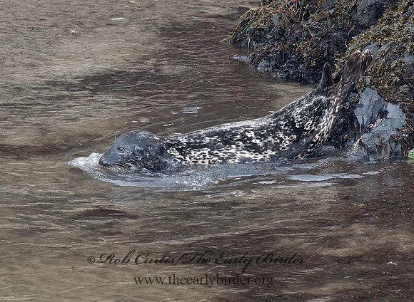 Phoca vitulina  HARBOR SEAL 7017318z