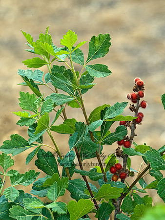 Rhus aromatica  FRAGRANT SUMAC 5010759z