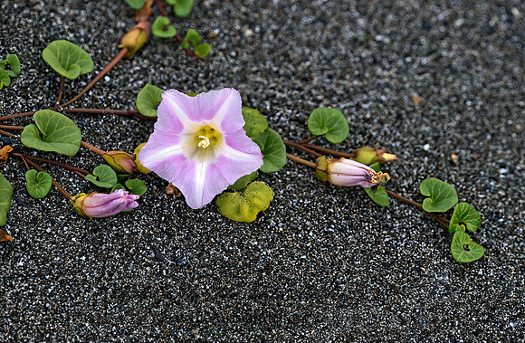 Calystegia soldanella  SAND BINDWEED 9059171z